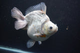 Giant Ryukin  Calico 6.5 Inch (ID#809Ry8a-53)