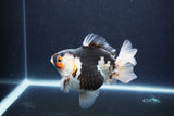 Thai Oranda  Tricolor 5 Inch (ID#1115To6c-119)