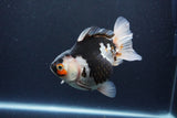 Thai Oranda  Tricolor 5 Inch (ID#1115To6c-119)