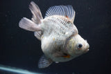 Giant Ryukin  Calico 6.5 Inch (ID#809Ry8a-53)