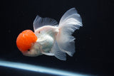 Thai Oranda  Red Cap 4.5 Inch (ID#1025To12c-11) Free2Day SHIPPING