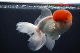 Thai Oranda  Red Cap 4.5 Inch (ID#1025To12c-11) Free2Day SHIPPING