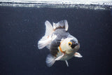 Thai Oranda  Tricolor 5 Inch (ID#1115To6c-119)