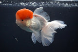 Thai Oranda  Red Cap 4.5 Inch (ID#1025To12c-11) Free2Day SHIPPING