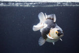 Thai Oranda  Tricolor 5 Inch (ID#1115To6c-119)