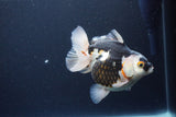 Thai Oranda  Tricolor 5 Inch (ID#1115To6c-119)