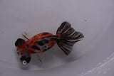 Butterfly  Calico 3.5 Inch (ID#0110B8b-39) Free2Day SHIPPING