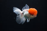 Thai Oranda  Red Cap 4.5 Inch (ID#1025To12c-11) Free2Day SHIPPING