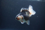 Thai Oranda  Tricolor 5 Inch (ID#1115To6c-119)