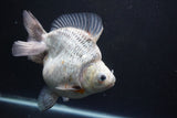 Giant Ryukin  Calico 6.5 Inch (ID#809Ry8a-53)