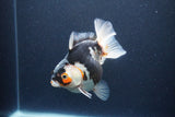 Thai Oranda  Tricolor 5 Inch (ID#1115To6c-119)