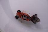 Butterfly  Calico 3.5 Inch (ID#0110B8b-39) Free2Day SHIPPING