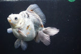 Giant Ryukin  Calico 6.5 Inch (ID#809Ry8a-53)