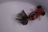 Butterfly  Calico 3.5 Inch (ID#0110B8b-39) Free2Day SHIPPING