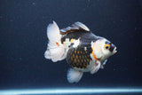 Thai Oranda  Tricolor 5 Inch (ID#1115To6c-119)