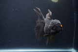 Thai Oranda  Black 6 Inch (ID#1115To6c-120)