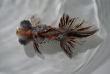 Butterfly  Calico 4.5 Inch (ID#913B8b-63) Free2Day SHIPPING