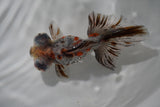 Butterfly  Calico 4.5 Inch (ID#913B8b-63) Free2Day SHIPPING