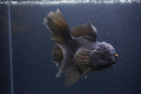 Thai Oranda  Black 6 Inch (ID#1115To6c-120)