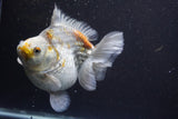 Giant Ryukin  Calico 6 Inch (ID#813Ry8a-49)