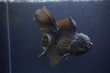 Thai Oranda  Black 6 Inch (ID#1115To6c-120)