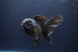 Thai Oranda  Black 6 Inch (ID#1115To6c-120)