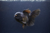 Thai Oranda  Black 6 Inch (ID#1115To6c-120)