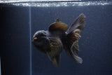 Thai Oranda  Black 6 Inch (ID#1115To6c-120)