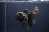 Thai Oranda  Black 6 Inch (ID#1115To6c-120)