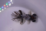 Butterfly  Calico 3.5 Inch (ID#0110B8b-40) Free2Day SHIPPING