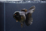 Thai Oranda  Black 6 Inch (ID#1115To6c-120)