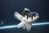 Thai Oranda  Panda 5.5 Inch (ID#1115To6c-121)