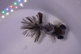 Butterfly  Calico 3.5 Inch (ID#0110B8b-40) Free2Day SHIPPING