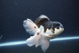 Thai Oranda  Panda 5.5 Inch (ID#1115To6c-121)