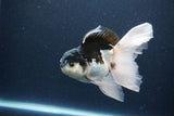 Thai Oranda  Panda 5.5 Inch (ID#1115To6c-121)