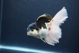 Thai Oranda  Panda 5.5 Inch (ID#1115To6c-121)