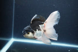 Thai Oranda  Panda 5.5 Inch (ID#1115To6c-121)