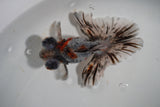 Butterfly  Calico 4.5 Inch (ID#913B8b-64) Free2Day SHIPPING