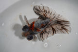 Butterfly  Calico 4.5 Inch (ID#913B8b-64) Free2Day SHIPPING