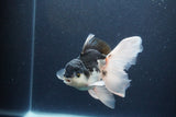 Thai Oranda  Panda 5.5 Inch (ID#1115To6c-121)