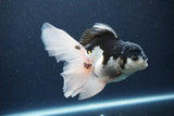 Thai Oranda  Panda 5.5 Inch (ID#1115To6c-121)