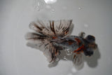 Butterfly  Calico 4.5 Inch (ID#913B8b-64) Free2Day SHIPPING