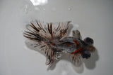 Butterfly  Calico 4.5 Inch (ID#913B8b-64) Free2Day SHIPPING