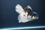 Thai Oranda  Panda 5.5 Inch (ID#1115To6c-121)