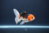 Thai Oranda  Tricolor 4 Inch (ID#1115To2a-58) Free2Day SHIPPING