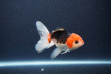 Thai Oranda  Tricolor 4 Inch (ID#1115To2a-58) Free2Day SHIPPING