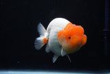 Lionchu  Red White 4.5 Inch (ID#1025R12a-98) Free2Day SHIPPING