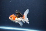 Thai Oranda  Tricolor 4 Inch (ID#1115To2a-58) Free2Day SHIPPING