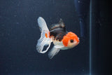 Thai Oranda  Tricolor 4 Inch (ID#1115To2a-58) Free2Day SHIPPING