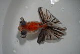 Butterfly  Calico 4 Inch (ID#913B8b-65) Free2Day SHIPPING